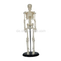 45 CM Mini Skelett